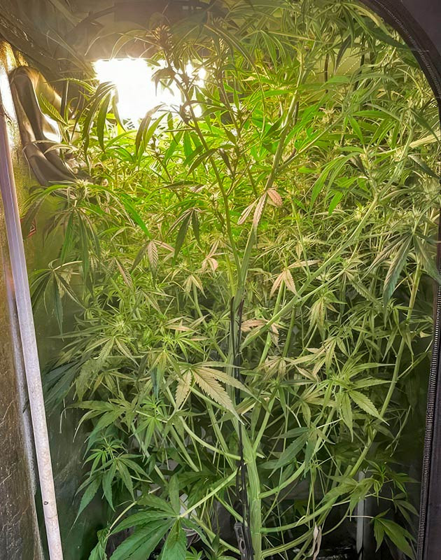 8 неделя роста марихуаны Куст конопли ростом 190 см