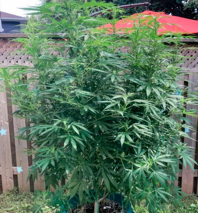 Полив и подкормка конопли Куст Jack Herer от Seedkeepers на 14 неделе