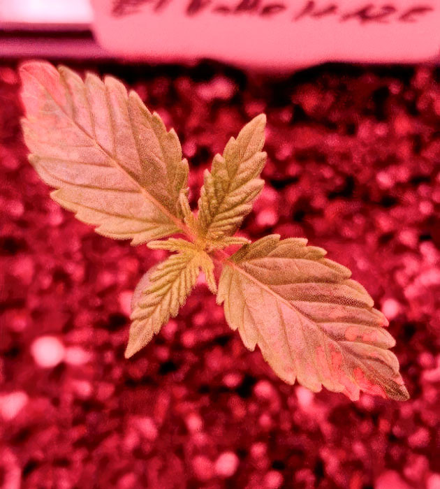 Появление коричневых пятен у конопли Росток сорта EL Valle Haze