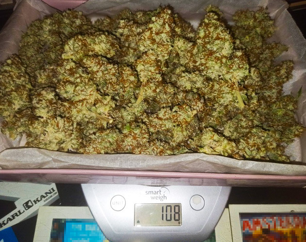 108 грамм сухих шишек