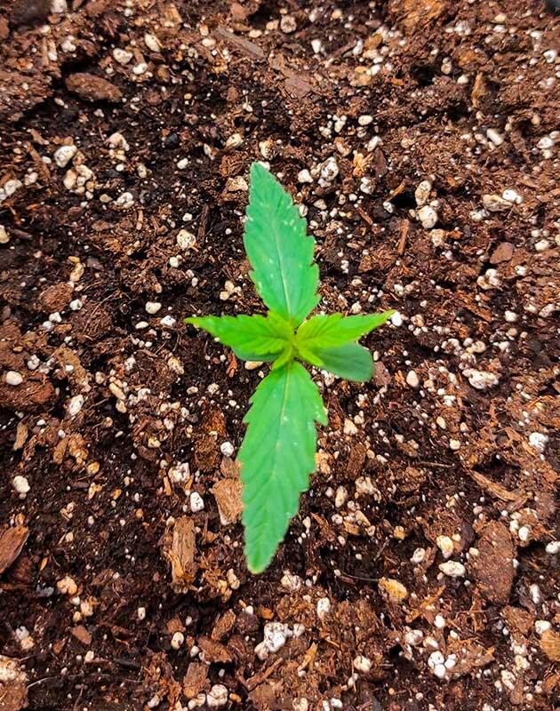 Росток Wedding Glue Auto от FastBuds на 2 неделе