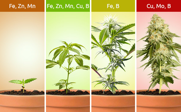 Второстепенные элементы для жизнедеятельности конопли Необходимые элементы для всех стадий развития конопли