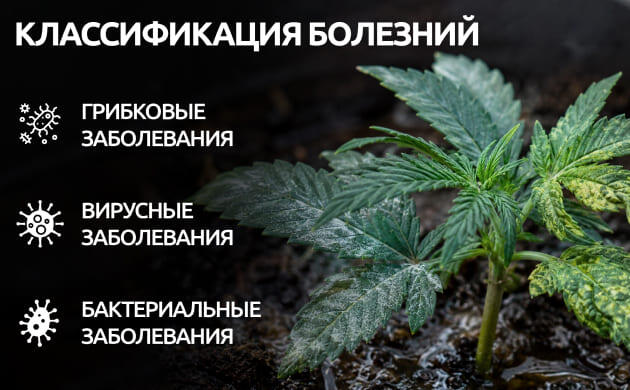 Классификация болезней конопли в открытом грунте
