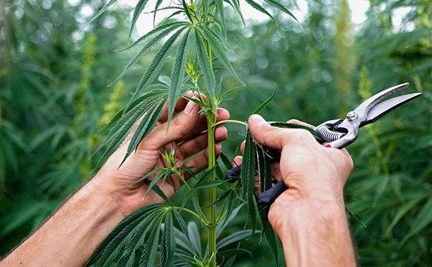 Контроль ростa каннабиса через обрезку