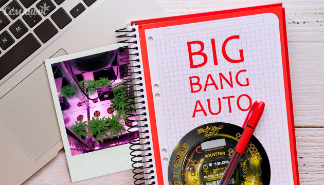 Гидропонное выращивание Big Bang Auto Выращивание сорта Big Bang Auto
