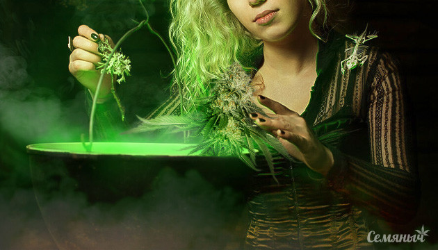 Сочетание лечебных трав и конопли