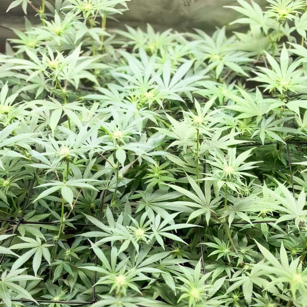 Полив конопли Bruce Banner #3 Активное развитие каннабиса