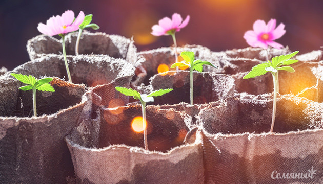 Отмечаем день посадки цветов с Семянычем