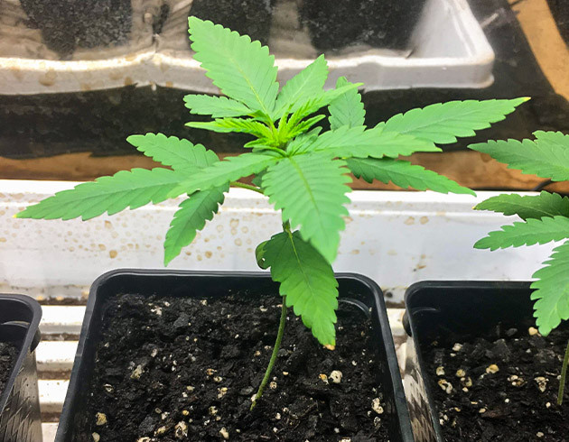 Пересадка конопли в литровый горшок