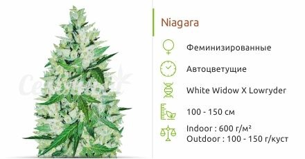 Niagara auto fem