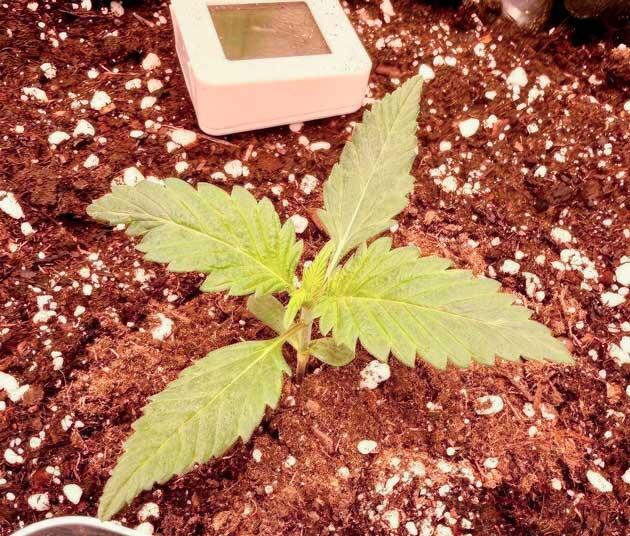 Росток Grand Gorilla Purple Auto на 2 неделе развития