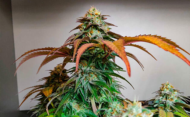 Кусты Biscotti Mintz на последней неделе выращивания