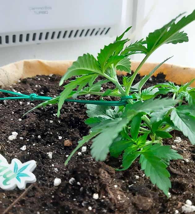 Растишка Gorilla Cookies Auto на 4 неделе выращивания