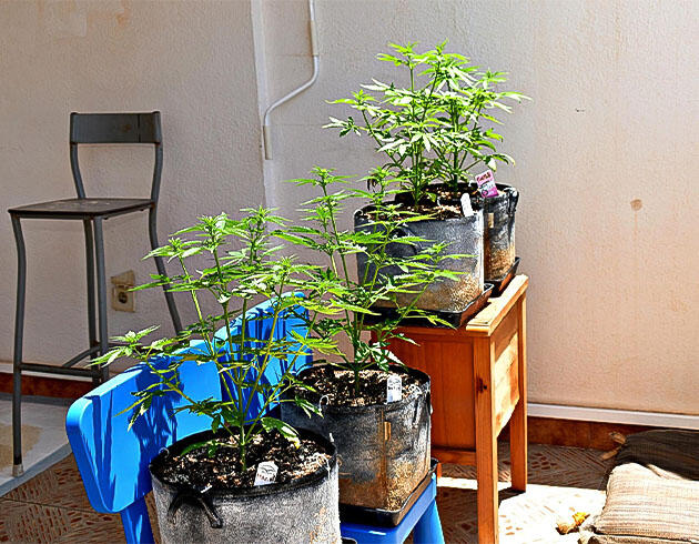Кусты ростом 50 сантиметров Кусты Big Bud Auto от Herbies Seeds на 4 неделе