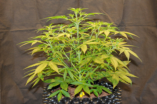 Начало предцвета Original Jack Herer Удвоение роста конопли к 5 неделе