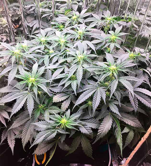 Куст Gelato Auto ростом 35 см