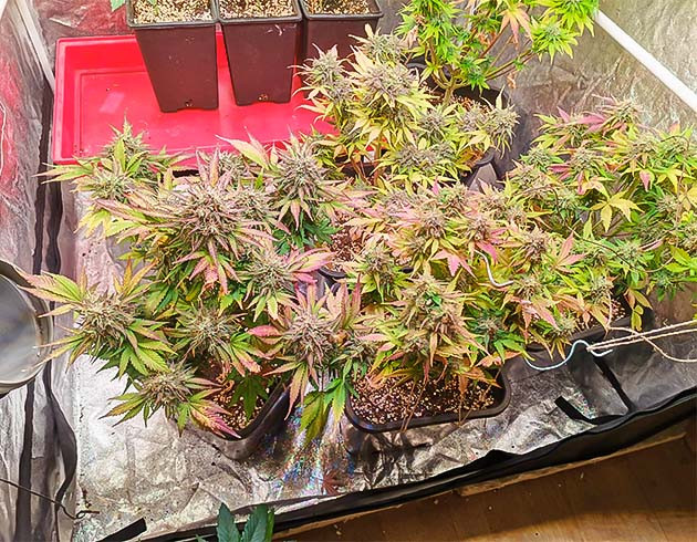 Cream Caramel Auto: срез растений и ожидание созревания