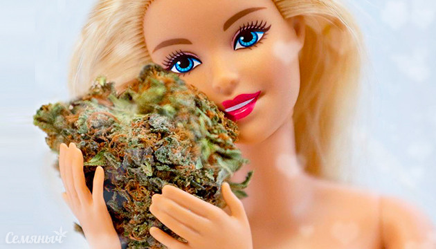 Феминизация семян конопли