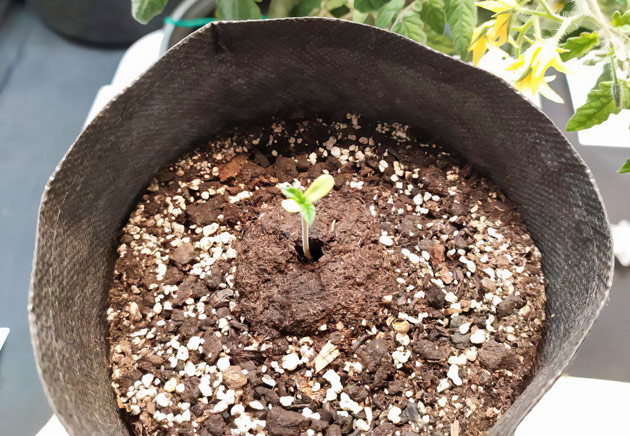 Первые шаги в выращивании Biscotti Mintz