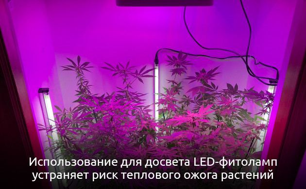 Установка и использование дополнительного освещения при выращивании конопли