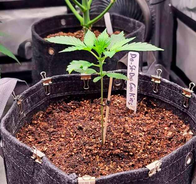 Dos-Si-Dos и Gelat.OG на первой неделе вегетации