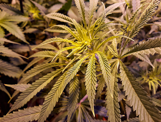 Изменения в составе удобрений Куст Strawberry Amnesia от Herbies Seeds на 5 неделе