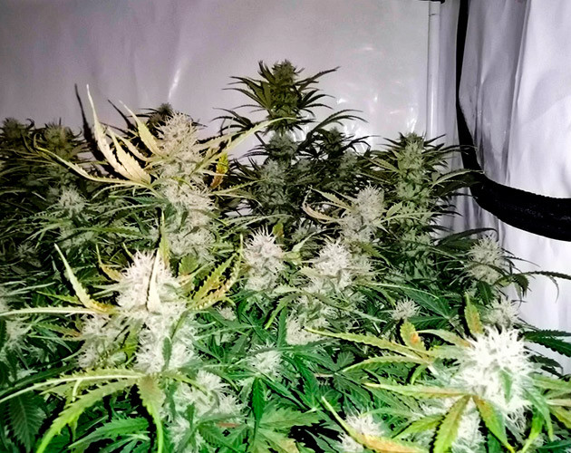 Растение Original Auto Skunk на 8 неделе выращивания