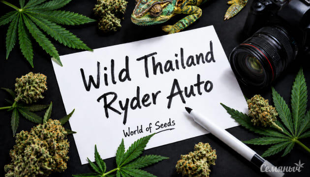 Гроурепорт сорта конопли Wild Thailand Ryder Auto от World of Seeds