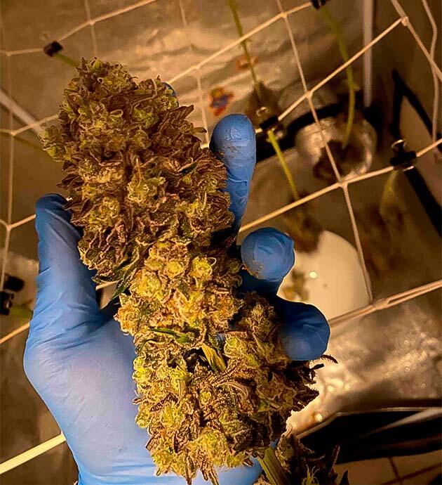 Общие впечатления о грове сорта конопли Blackberry Moonrocks Созревшая шишка конопли