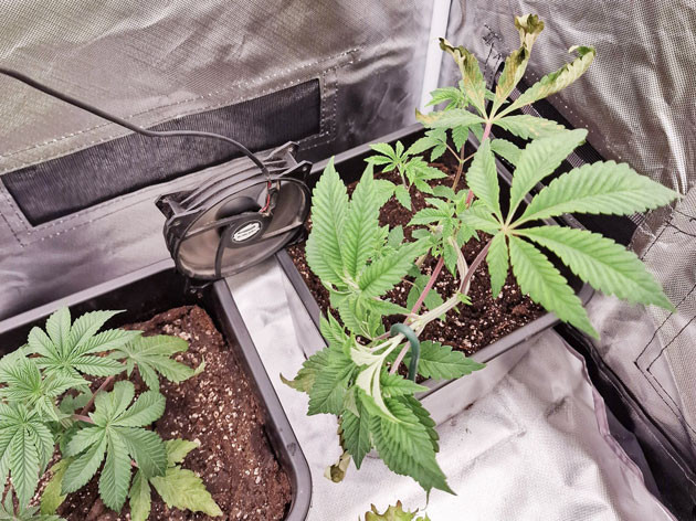 Подготовка к LST для Poddy Mouth