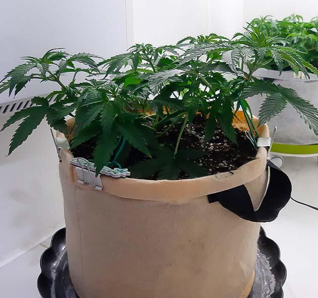 5 неделя сорта Gorilla Cookies Auto от FastBuds
