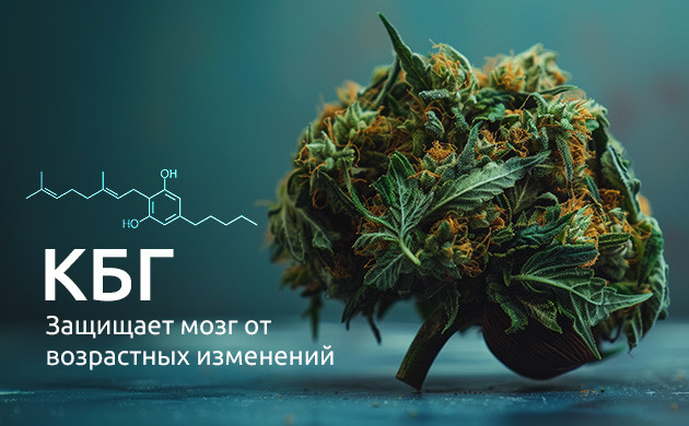 КБГ: новый антивозрастной агент Противовоспалительные эффекты КБГ