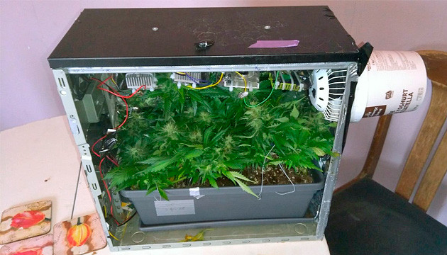 Стелс-гровинг