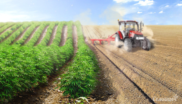 Посадка каннабиса в ауте Культивация конопли в аутдоре