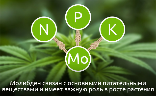Значение молибдена для каннабиса