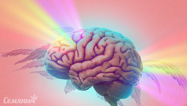 Воздействие конопли на мозг человека