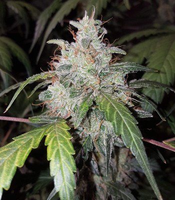 Auto White Widow в горшке