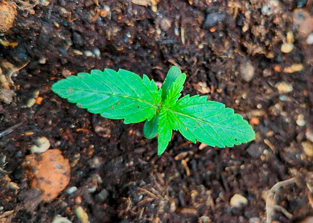 Световой режим и микроклимат внутри гроубокса Росток Peach Crescendo Auto RF3 от Ethos Genetics