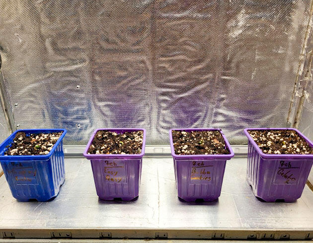 Раннее развитие конопли Начальная стадия роста марихуаны