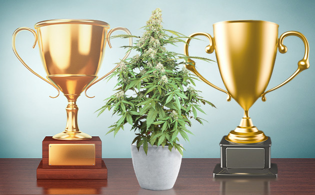 Чемпион множества кубков Сорт Zkittlez и кубки