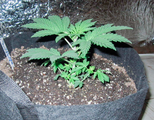 Формирование побегов марихуаны 4 неделя выращивания сорта End Game R2