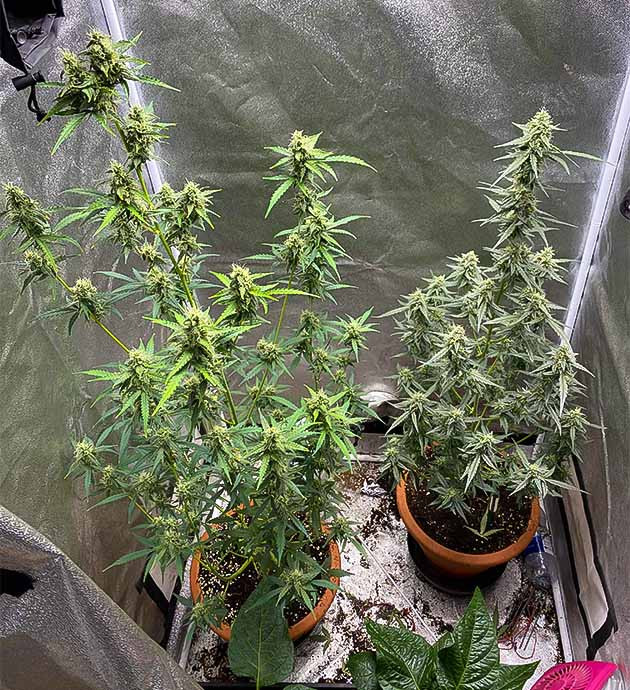 Борьба с запахом при выращивании Purple Punch Auto