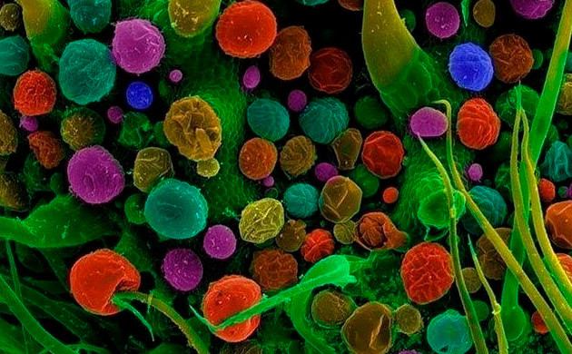 Терпены и каннабиноиды под увеличением Разноцветные шарики на зеленом фоне