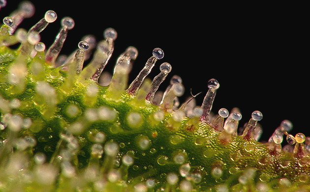 Что такое смола конопли? Смола, образуемая трихомами каннабиса