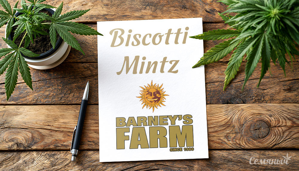 Гроурепорт сорта Biscotti Mintz fem от Barney's Farm