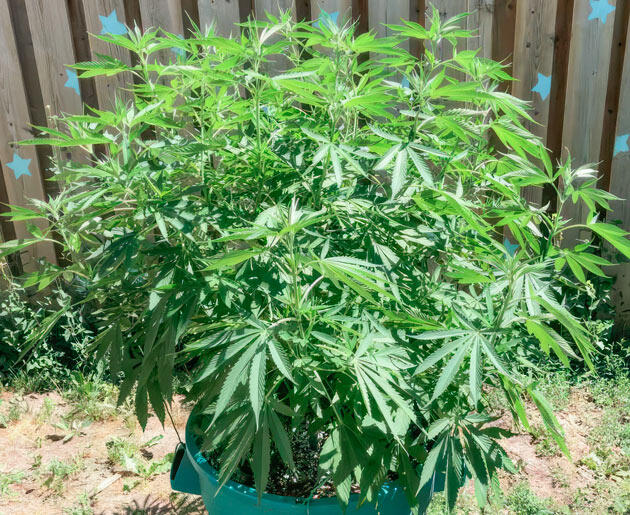 Свежий слой почвы и LST-растяжка Куст Jack Herer на 8 неделе