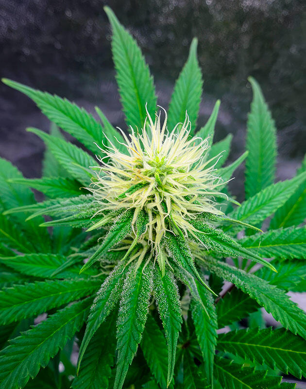 Двенадцатая неделя: активный набор массы и усиление смолистости Соцветие каннабиса с плотным слоем трихом после дефолиации