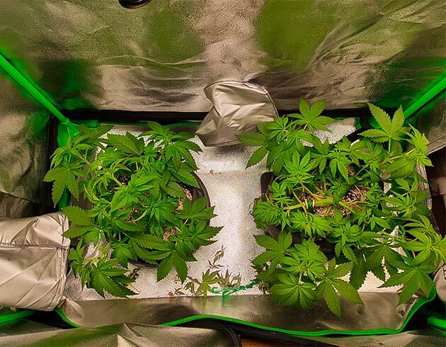 Топпинг и полив конопли Кусты Black Widow от сидбанка Семяныч