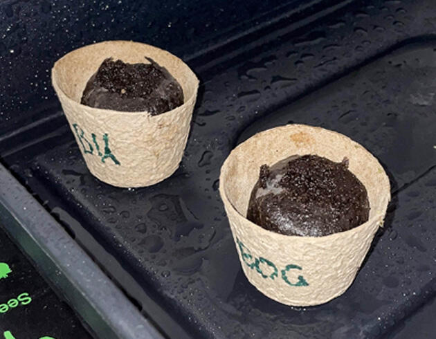 Проращивание семени Проращивание Blueberry OG