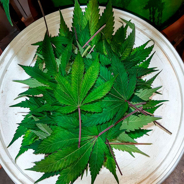 12 неделя сорта Т-34 от Семяныча